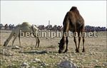 Giro del Qatar 2007